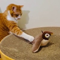 鳥のおもちゃを見つめる猫→次の瞬間……予想と違う『優しすぎる遊び方』に癒される人が続出「育ちが良いｗ」「トントン相撲的な」