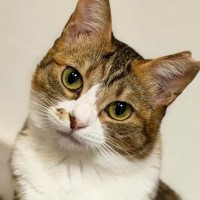 『同じ猫です』→普段は可愛い顔をしている猫が…想像以上の『表情の変化』に「油断しちゃったアイドルｗ」「猫相が悪すぎるｗ」と爆笑の声