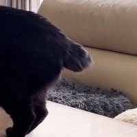 カギしっぽの黒猫→しっぽの動きがフリフリではなく…独特な『動かし方』が可愛すぎると21万表示「猫又だ」「幸せを掴むしっぽ」