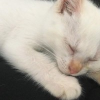 ほとんど白くて『耳だけオレンジに近い色』だった子猫→成長した結果…可愛すぎる『見た目の変化』に反響「いい感じだね」「面白い」