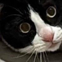 あまりにも『隠れるのが下手すぎる猫』→まさかの光景に爆笑する人が続出「可愛すぎて声出た」「サイズが合ってないｗ」「ヒドいｗ」