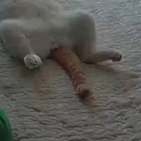 仕事を終えて『ペットカメラ』を見たら、愛猫が…思わず笑ってしまう瞬間が110万表示「疲れが吹っ飛んだ」「見事なパッか〜んｗ」と反響