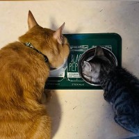 ずっとおじいちゃん猫に見守られて育った子猫→現在……尊すぎる『成長記録』に感動の声続出「うう〜っ涙が出ちゃう」「幸せを頂いた」