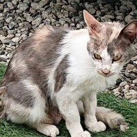 BBQをしている最中に現れた『ボサボサのやせ細った猫』を保護→５年後……劇的なビフォーアフターに感動「見事な変身」「泣けてきた」