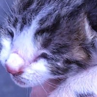 孤独な環境から保護されて……似た境遇の２匹の子猫が『本当の家族になるまでの軌跡』に「ウルっときた」「幸せになれて良かった」と感動の声