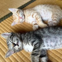 幸せそうな表情で『一緒にお昼寝する兄弟猫』→成長した『2匹の様子』を見ると……「可愛すぎる」「立派になったね」ビフォーアフターに反響