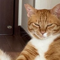 「おじさんの溜まり場？ｗ」廊下でくつろぐ2匹の猫→『とんでもない格好』で…爆笑必至の光景に1万いいね「素晴らしいシンクロｗ」「凄いｗ」