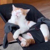 「使いこなしてるｗｗｗ」バウンサーの上で『くつろいでいた猫』を見たら…爆笑必至の瞬間に２万いいね「完璧すぎる」「2台必要だねｗ」