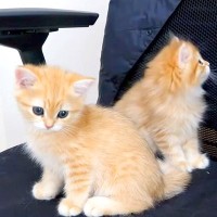 作業スペースにやってきた子猫たち→オフィスチェアによじ登り…悶絶級に『尊い光景』に「夢中で探検を楽しんでる」「本当に愛らしい」の声