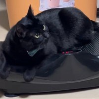 猫が『ブルブルマシン』の上でおしゃべりし始めた結果…まさかの光景に『201万いいね』の大反響「ヤギみたいｗ」「まるでおばけ」