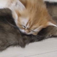 ぴったりとくっついて寝ていた『仲の良い2匹の子猫』→離れたかと思ったら…可愛すぎる光景に反響「ほっこりした」「なんて愛らしい」