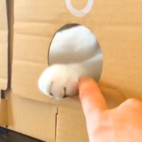 穴が開いた段ボールの向こうで遊ぶネコ→指を差し出してみたら…まるで握手会？『反則級に可愛い光景』に「最高」「サインもください」の声