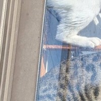 ゴミ捨てから帰ってくると、２匹の猫が『窓際』で…まさかの『くつろぎ方』に２万いいね「天日干しみたいｗ」「難易度高めのシンクロｗ」
