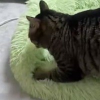 ふみふみとベッドを踏み続ける猫を『タイムラプス』で撮影した結果…可愛すぎて笑ってしまう光景が1500万表示「すごい丁寧」「職人技だｗ」