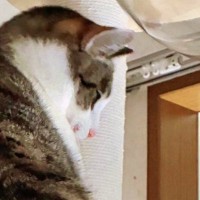 キャットタワーの上にいた猫→飼い主さんが近づいてくると…とんでもない『背中の角度』に「角刈りみたいｗ」「すごくて笑った」と１万いいね
