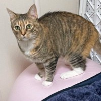 バランスボールの上に立っていた猫→すごいと思って近づいたら…予想外の『トリック』に３万いいね「だまされたｗ」「キョトン顔がかわいいｗ」