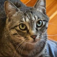 お母さんが『腹筋』をしていたら、猫がそばにやって来て…笑ってしまう瞬間に１万いいね「体幹がにゃ～」「真面目にやるしかないｗ」