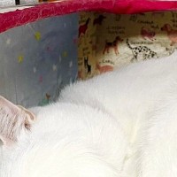 お昼寝中の白猫→太陽の光が眩しかったのか、『しっぽをアイマスク』のように使って…まさかの瞬間に９万いいね「器用だね」「素晴らしい」