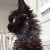 子猫を保護したと思っていたのに……まるで別の動物のような『まさかの瞬間』に１万いいね「長靴を履いて喋りだすよ」「猫背とはｗ」