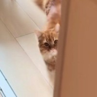 『ただいま』と声をかけると、元気よく返事してくれる猫→さらに話しかけると…可愛すぎる光景が25万再生「なでなでしたい」「お喋り上手」