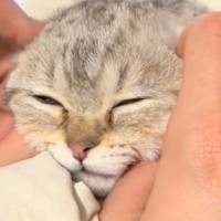 マッサージをしてもらった猫→耳の付け根をほぐされた結果…たまらなく可愛い反応に「思わずニヤけた」「溶けてるねｗ」と癒される人が続出