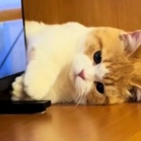 テレビと家具のすきまで遊んでいた猫→『飼い主さんと目が合った』次の瞬間…可愛すぎる反応が51万再生「ニョキっｗ」「破壊力がすごい」