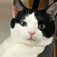 ハンモックでくつろいでいた猫→人間のように使いこなす『まさかの光景』に「片手にワイングラスが見える」「貴族さまや」と１万いいね