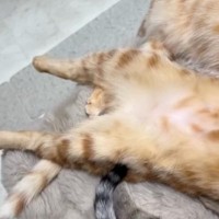 仲良く寝ていた３匹の猫→『真ん中の子』を見たら…笑わずにはいられない『とんでもない体勢』に「猫背が矯正されそうｗ」「見事な芸術」の声
