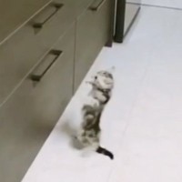 高いところに登ろうと『何度も挑戦する子猫』→微笑ましい光景に「思わず応援しちゃったｗ」「めちゃめちゃ可愛い」「たまらん」と反響