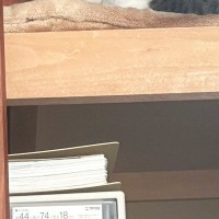 ふとクローゼットを見たら、『2匹の猫』が……たまらなく可愛い瞬間に2万9000いいね「言葉を失うほどの尊さ」「相思相愛だにゃ」