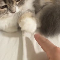 ネコのおてての上にそっと指を乗せてみたら…あまりにも可愛いやり取りの様子が17万再生「30分は遊べるｗ」「お金払ってでもやりたい」