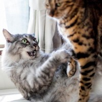 猫同士の間で起こりやすい『トラブル』5つ　問題が発生する原因や関係改善のコツ
