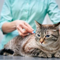 猫の『フィラリア症』が危険な理由5つ　突然死のリスクも？予防法まで解説