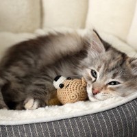 猫にとって『環境の変化』が負担になる理由4つ　起こりうるトラブルや慣れてもらうための工夫