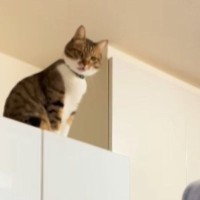 冷蔵庫の上から大声で呼んでいた猫→飼い主さんが背中を見せて『トントン』と叩くと…微笑ましいやり取りが34万再生「信じてるのが可愛いｗ」