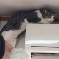 自分の運動神経を理解していない？→猫が２回もエアコンの上に登ろうとして…微笑ましい瞬間に「いやもう最高ｗ」「クセ強くてかわいい」と反響