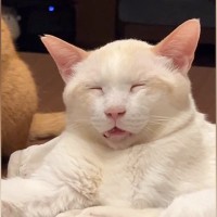 とっても幸せそうな表情で眠っていた猫→背後を見ると、同居猫が…笑ってしまう光景に反響「完全に脱力してるｗ」「なんて可愛いんだ」