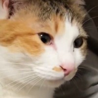 夢中になって毛づくろいしていた猫→途中で『違和感』に気づいて…たまらなく可愛い瞬間に７万いいね「1日の疲れが癒された」「好きすぎるｗ」