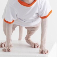 猫たちと記念撮影→オフショットに『奇跡の瞬間』が…一度見たら忘れられない『表情』に２万いいね「デスメタル感あるｗ」「狙っても撮れない」