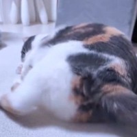 寝転がりながらおもちゃで遊ぶ猫を『後ろ側』から見た結果…たまらにゃい『お尻の動き』に５万いいね「ツンツンしたくなる」「元気出たｗ」