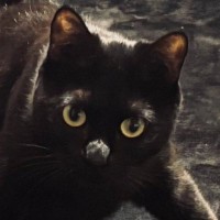 『いま産まれた？』元野良猫が飼い主さんの前で『謎のポーズ』を決めて…尊すぎる瞬間に５万いいねの反響「かわいいぃいい」「野生のポケモン」