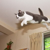 猫との生活で起こりうる『騒音トラブル』3選　近所迷惑になっているかも？騒音対策の方法まで