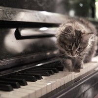 愛称は「ミャウツァルト」♪　ピアノを弾く天才猫は「俳優」としても活躍中　アイルランド