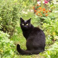 「犯人は近所の黒猫」　小学校から生徒の下着などを盗み出していた常習犯が判明！　ニュージーランド