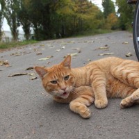 「大学猫たち」排除の方針に対し、猫愛が深い学生らが「抗議のキャンペーン」を展開中　米国