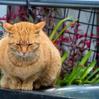 「スーツケースに詰まった愛猫の人生」　捨てられた猫と飼えない家族の「悲しみ」を物語る　カナダ