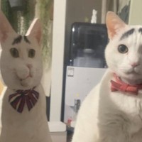 愛猫そっくりの『等身大パネル』を使って話しかけてみたら…まさかの光景に18万いいね「すごいクオリティｗ」「ホラーでしかないｗ」と爆笑