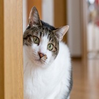 猫に『ごめんね』と謝りたいときの方法3つ　伝え方のコツや逆効果になるNG行為も