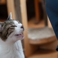 猫が『おしゃべり』になったときの理由6つ　実は伝えたいことがある？上手な接し方も解説