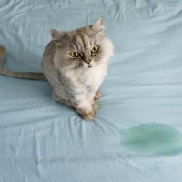 猫の『嘔吐・粗相』を片付けるときのコツ4つ　汚れや跡をきれいに取り除くコツもご紹介